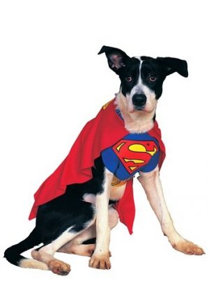 Fantasia de cachorro superman – Superman Dog Costume